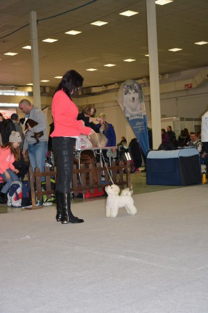 Nitra CACIB 16.1.2016 